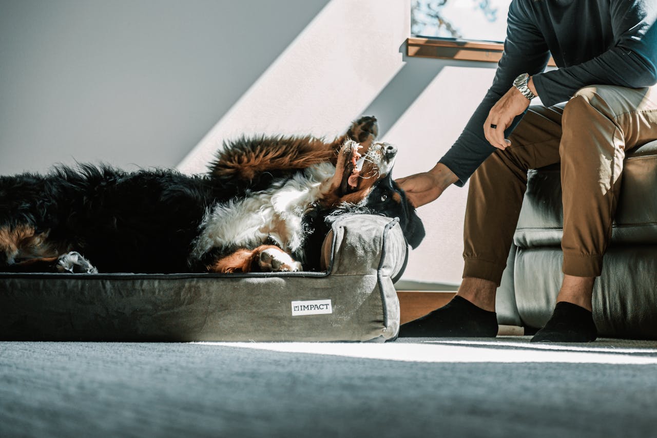 Essential Products for Your Emotional Support Animal